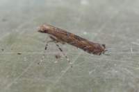 acrocercopsbrongniardella_small.jpg