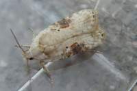 agonopterixalstromeriana2_small.jpg