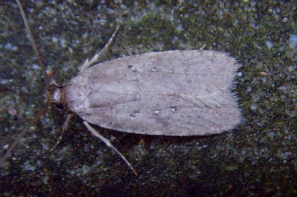 agonopterixheracliana2.jpg