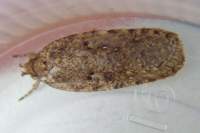 agonopterixheracliana_small.jpg