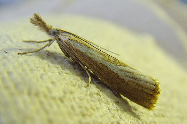 agriphilastraminella.jpg