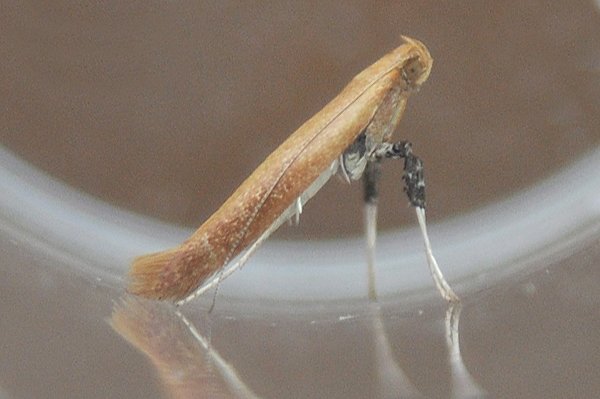 caloptiliarufipennella.jpg