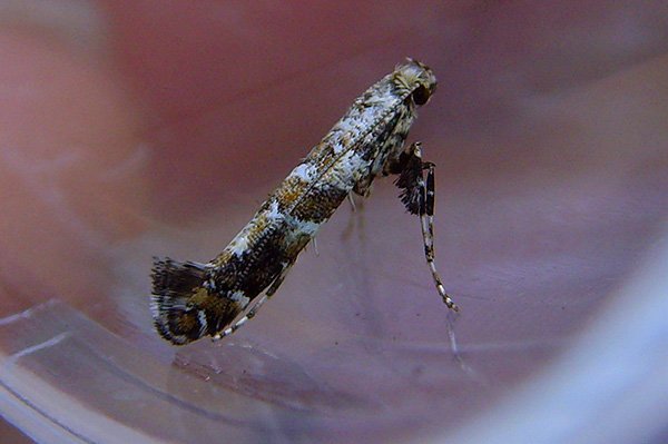 caloptiliasyringella3.jpg