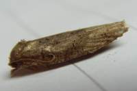 cnephasiastephensiana_small.jpg