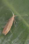 coleophoralutipennella_small.jpg