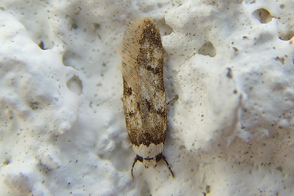 endrosissarcitrella2.jpg