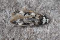 endrosissarcitrella_small.jpg