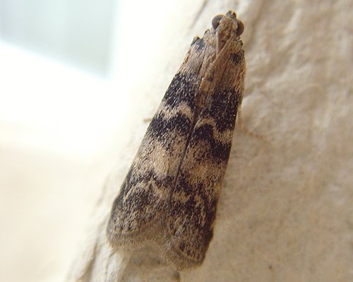 euzopherapinguis.jpg