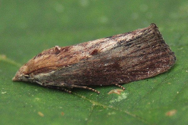 galleriamellonellawaxmoth.jpg