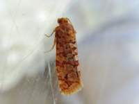 lozotaeniodesformosanus_small.jpg