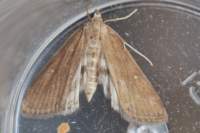 parapoynxstratiotata3_small.jpg