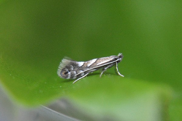 phyllonoryctermaestingella.jpg