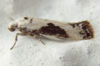 praysfraxinella2_small.jpg