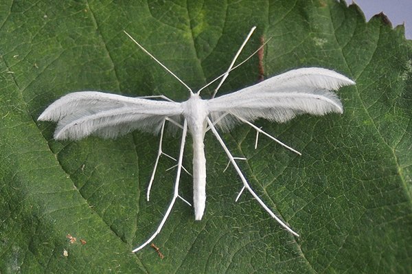 pterophoruspentadactyla.jpg