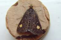 pyraustaaurata_small.jpg