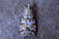 scopariapyralella_small.jpg