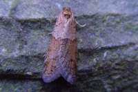 tortricodesalternella2_small.jpg