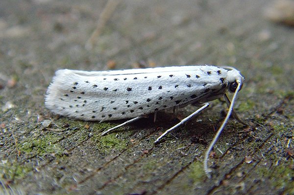 yponomeutaevonymella.jpg