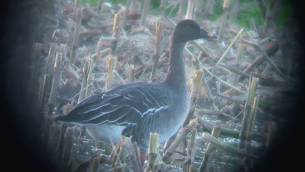 Tundra Bean Goose