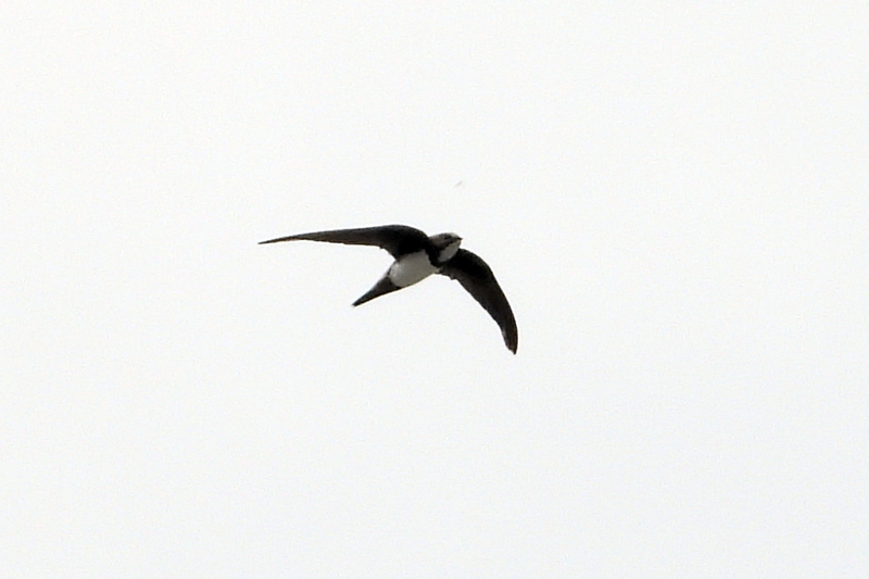 Alpine Swift