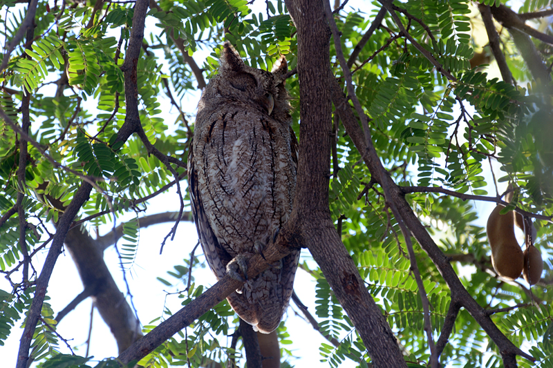 Pacific Screech Owl Megascops cooperi