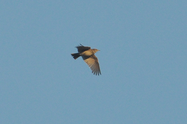 Crested Lark