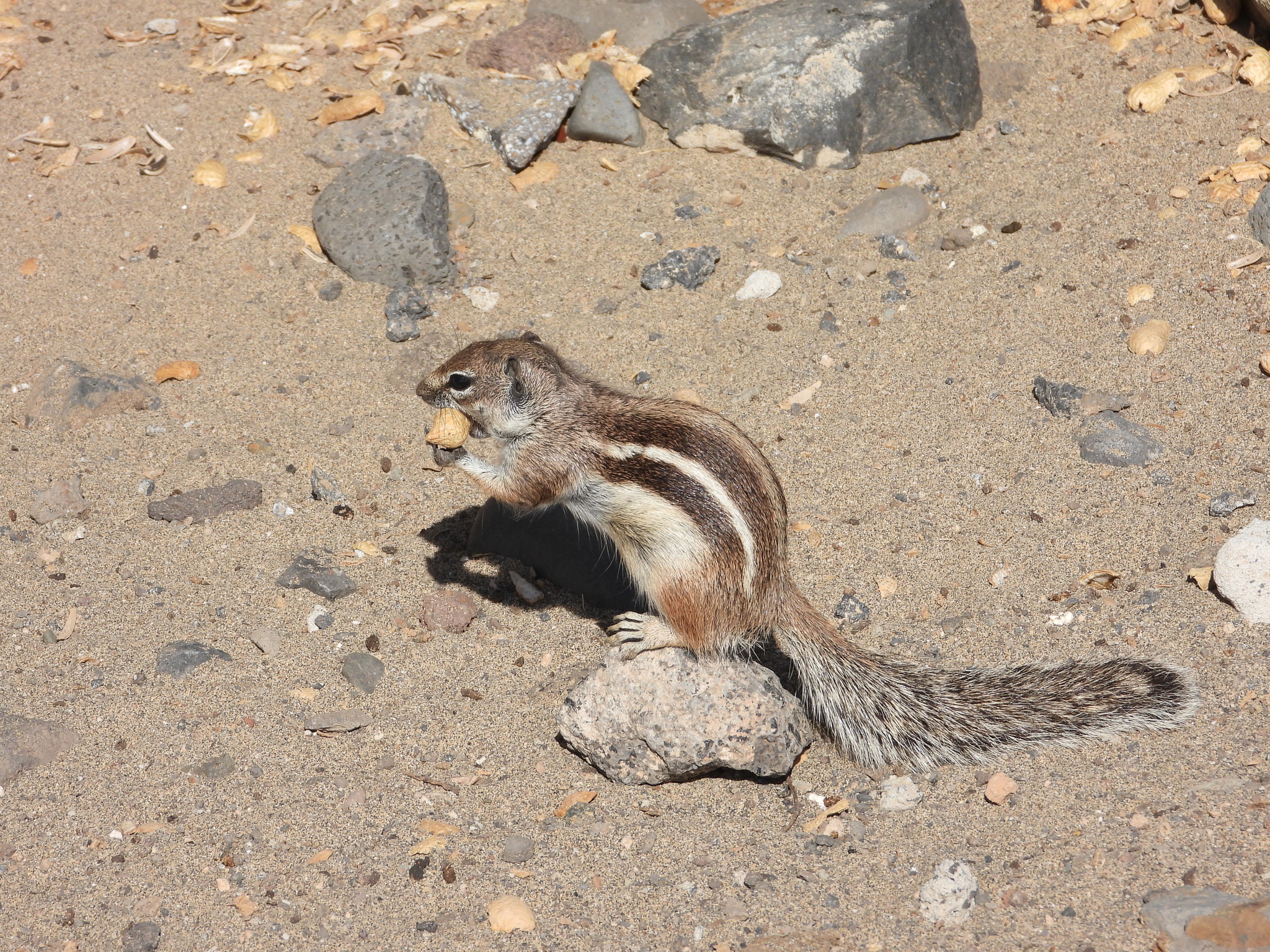 Barbary Ground Squirrel