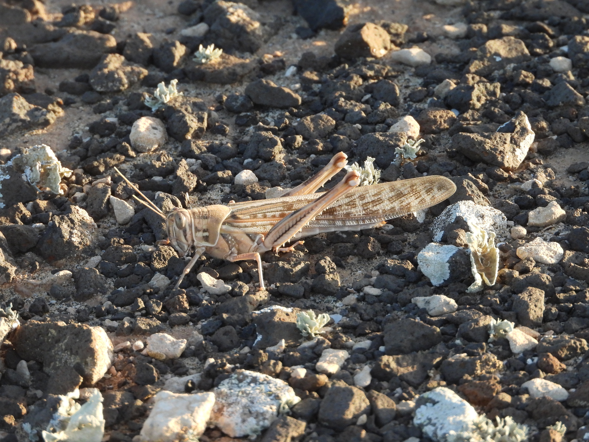 Desert Locust