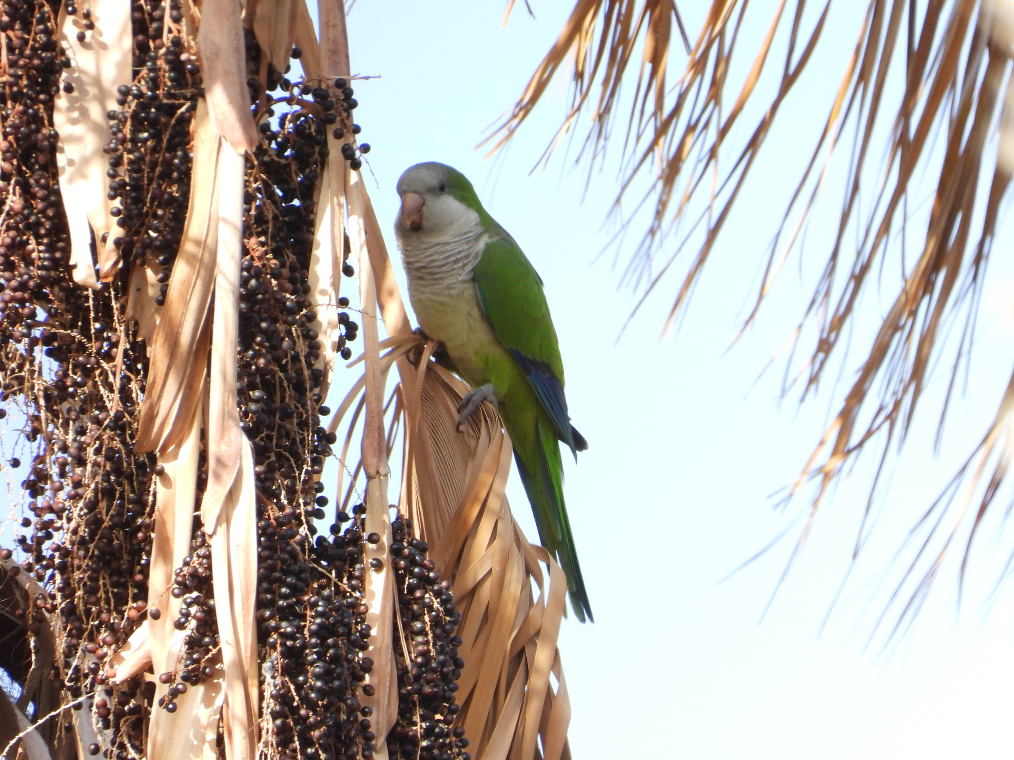 Monk Parakeet