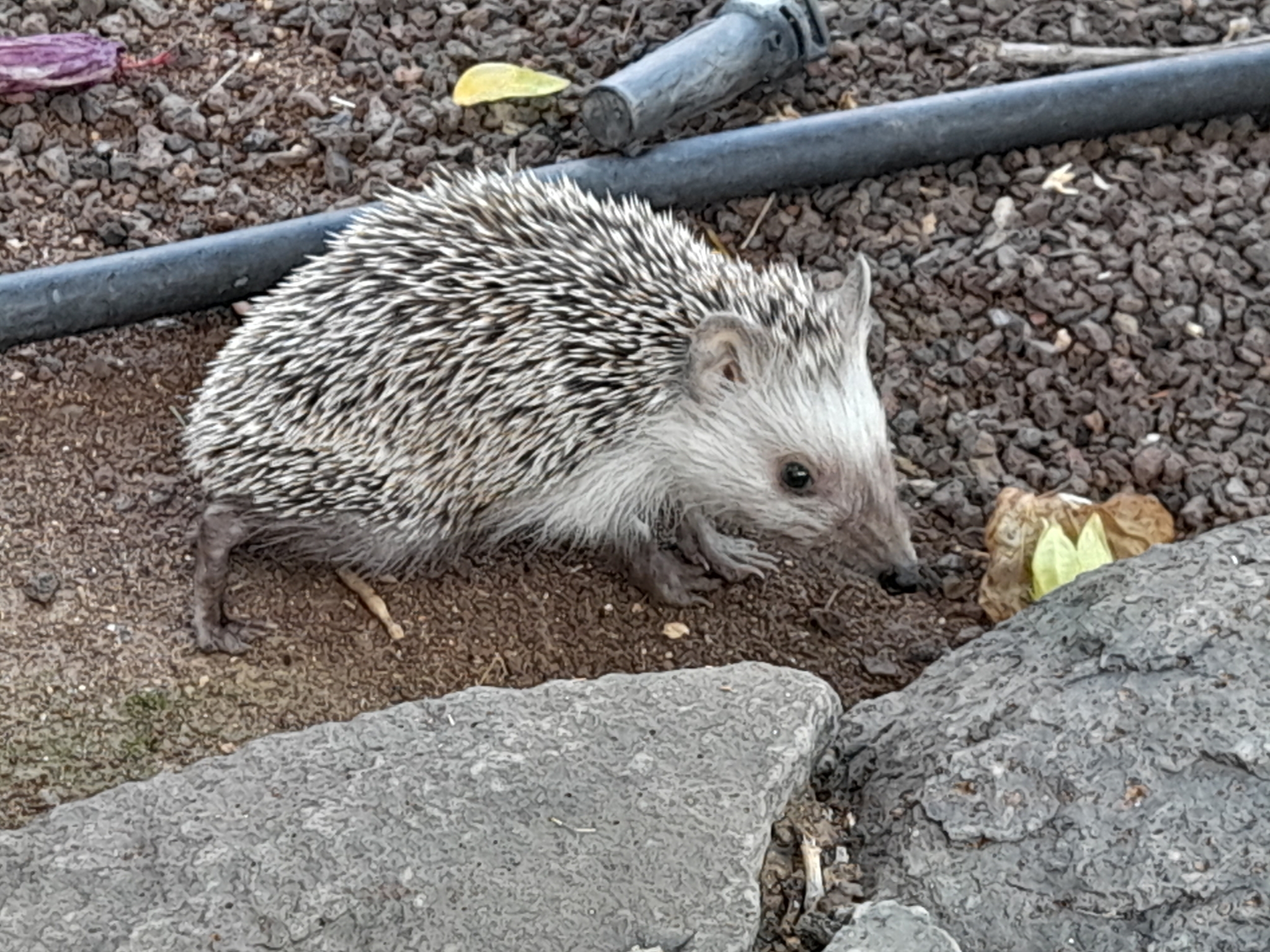 North African Hedgehog