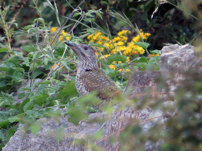 Green Woodpecker 