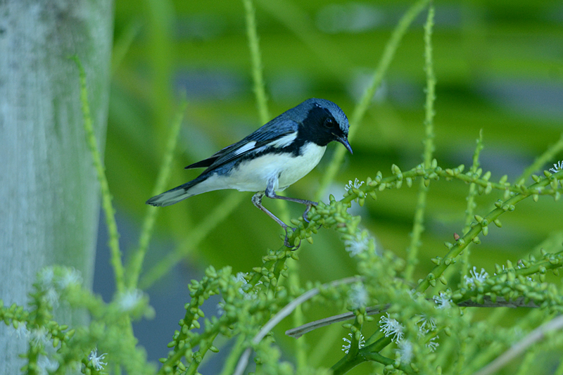 Black-throated Blue Warbler