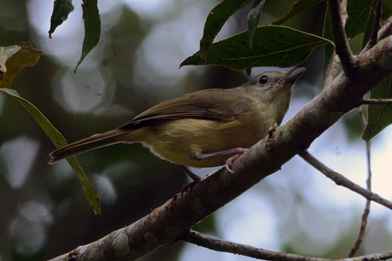 Blue Mountain Vireo