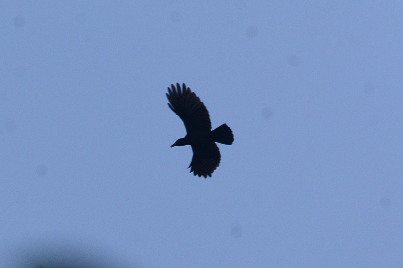 Jamaican Crow