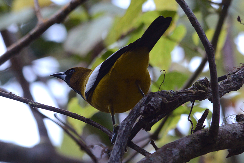 Jamaican Oriole