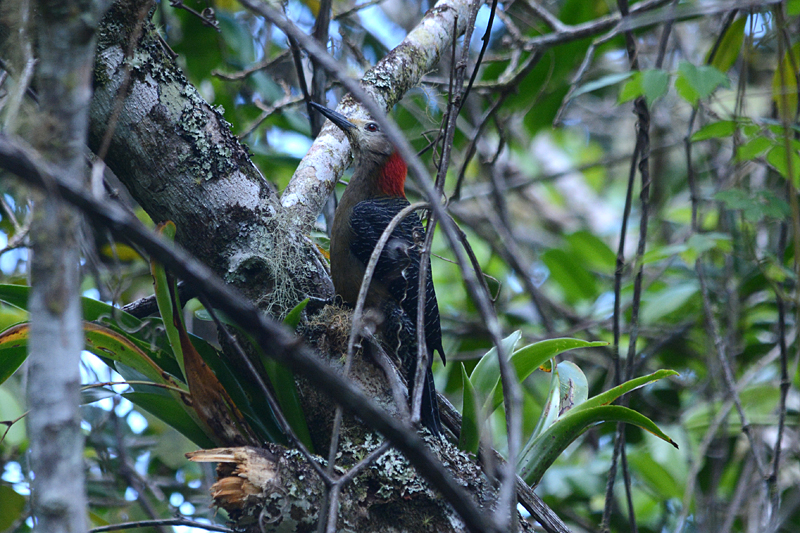 Jamaican Woodpecker