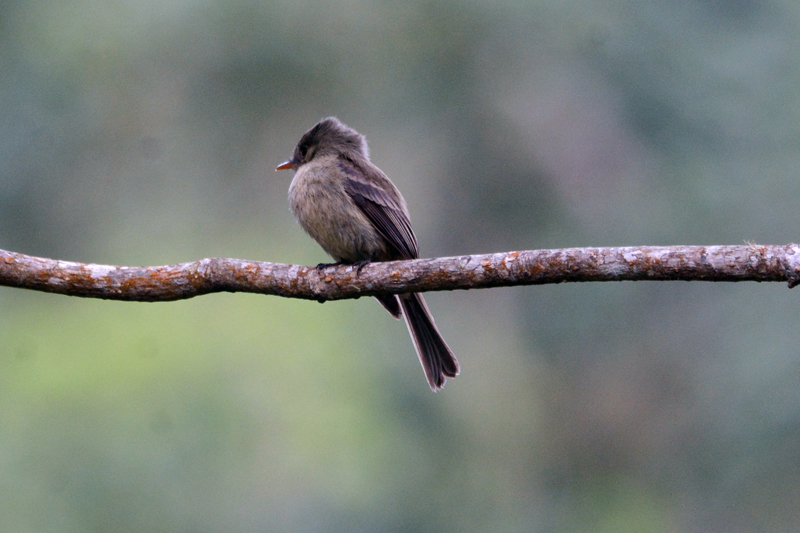 Jamaican Pewee