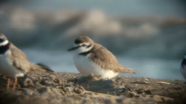 Kentish Plover