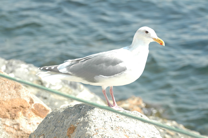 Adult Glaucous-winged Gull