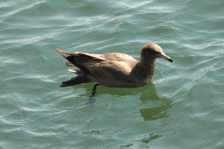Juvenile Heerman's Gull