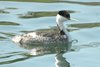 wgrebe