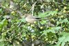 bushtit