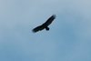 turkeyvulture