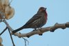 housefinch2