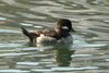 bufflehead