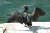 dccormorant