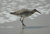 willet