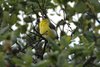 amgoldfinch