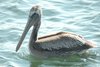 bpelican