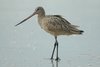 mgodwit